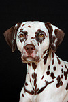 hundefotos dalmatiner