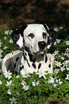 hundefotos dalmatiner