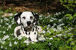 hundefotos dalmatiner