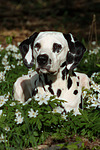 hundefotos dalmatiner