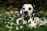 hundefotos dalmatiner