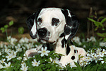 hundefotos dalmatiner
