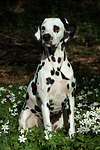 hundefotos dalmatiner