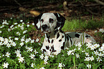 hundefotos dalmatiner