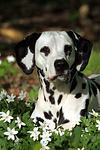 hundefotos dalmatiner