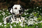 hundefotos dalmatiner