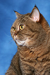 katzenfotos britisch_kurzhaar