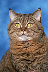 katzenfotos britisch_kurzhaar