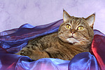 katzenfotos britisch_kurzhaar
