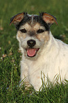 hundefotos parson_russell_terrier