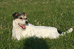 hundefotos parson_russell_terrier