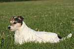 hundefotos parson_russell_terrier