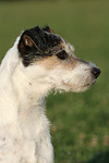 hundefotos parson_russell_terrier