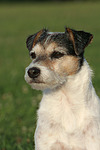 hundefotos parson_russell_terrier