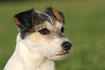 hundefotos parson_russell_terrier