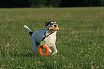 hundefotos parson_russell_terrier