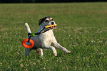 hundefotos parson_russell_terrier