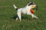 hundefotos parson_russell_terrier