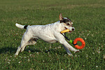hundefotos parson_russell_terrier