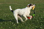hundefotos parson_russell_terrier