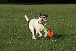 hundefotos parson_russell_terrier