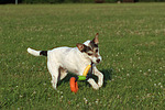 hundefotos parson_russell_terrier
