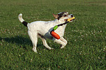 hundefotos parson_russell_terrier