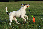 hundefotos parson_russell_terrier