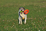 hundefotos parson_russell_terrier