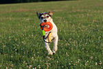 hundefotos parson_russell_terrier