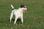 hundefotos parson_russell_terrier