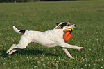 hundefotos parson_russell_terrier