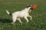 hundefotos parson_russell_terrier