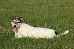 hundefotos parson_russell_terrier
