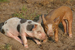 nutztierfotos schwein