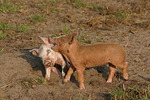 nutztierfotos schwein