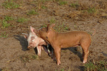 nutztierfotos schwein