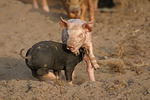 nutztierfotos schwein