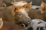nutztierfotos schwein