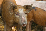 nutztierfotos schwein