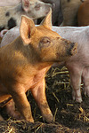 nutztierfotos schwein