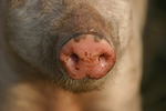 nutztierfotos schwein