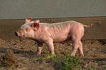 nutztierfotos schwein
