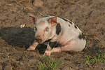 nutztierfotos schwein