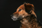 hundefotos hundefotos_mischling