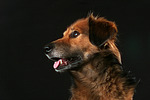 hundefotos hundefotos_mischling