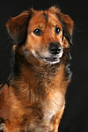 hundefotos hundefotos_mischling