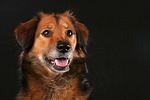 hundefotos hundefotos_mischling