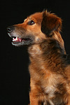 hundefotos hundefotos_mischling