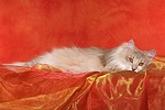 katzenfotos norwegische_waldkatze